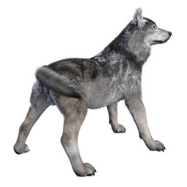 Warg Wolf boyalı 3D çizim