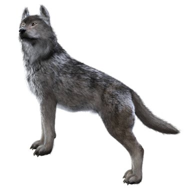 Warg Wolf boyalı 3D çizim