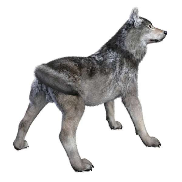 Wolf Wolf Painted Render — стоковое фото