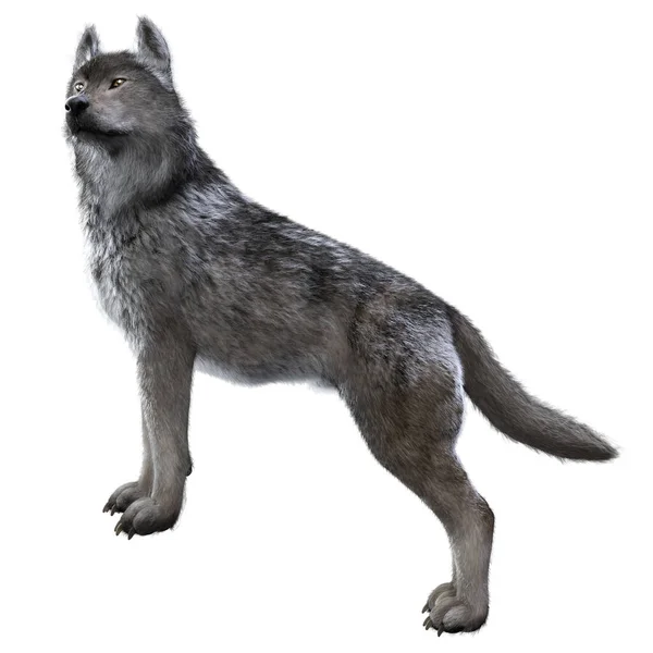Warg Wolf Dipinto Rendering — Foto Stock