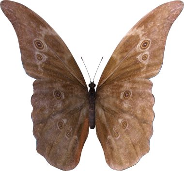 Mavi morpho kelebeği yakın plan, beyaz arkaplanda 3 boyutlu görüntüleme