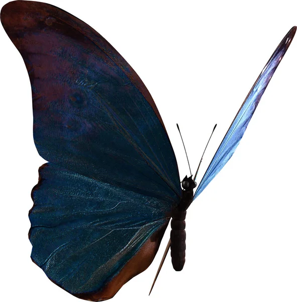 Bleu Morpho Papillon Gros Plan Rendu Isolé Sur Fond Blanc — Photo
