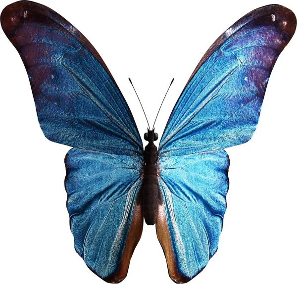 Mavi Morpho Kelebeği Yakın Plan Beyaz Arkaplanda Boyutlu Görüntüleme — Stok fotoğraf