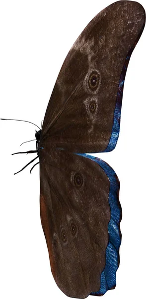 Kék Morpho Pillangó Közelkép Render Elszigetelt Fehér Háttér — Stock Fotó