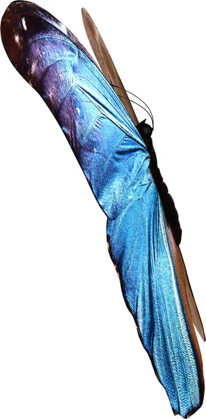 Kék Morpho Pillangó Közelkép Render Elszigetelt Fehér Háttér — Stock Fotó