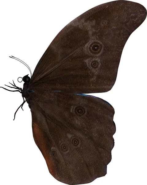 Modrý Morpho Motýl Detailní Záběr Vykreslení Izolované Bílém Pozadí — Stock fotografie