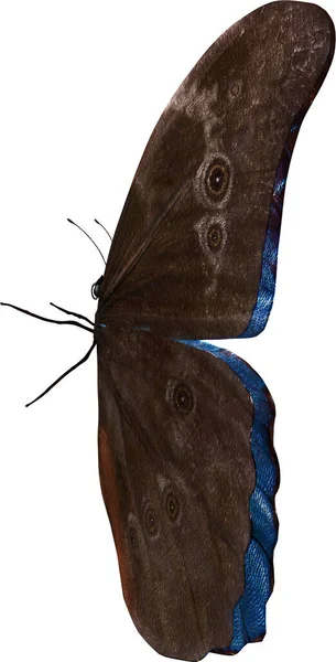 Blu Farfalla Morpho Primo Piano Resa Isolata Sfondo Bianco — Foto Stock