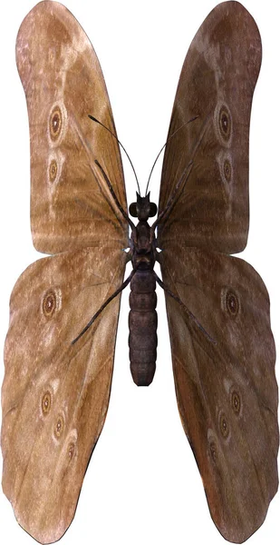Modrý Morpho Motýl Detailní Záběr Vykreslení Izolované Bílém Pozadí — Stock fotografie