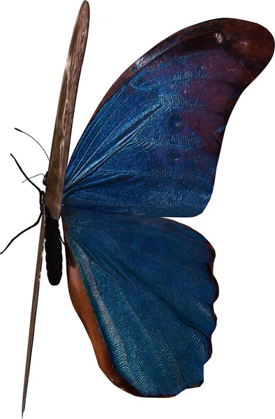 Blu Farfalla Morpho Primo Piano Resa Isolata Sfondo Bianco — Foto Stock