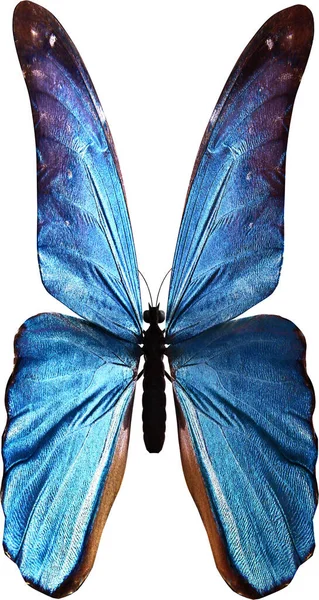 Niebieski Morpho Motyl Zbliżenie Renderowania Izolowane Białym Tle — Zdjęcie stockowe