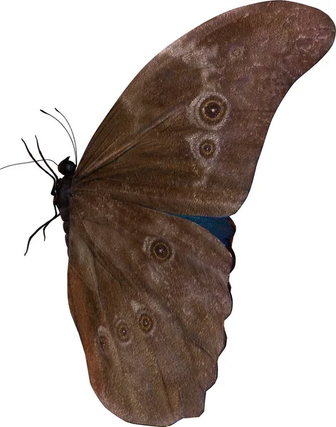나비가 바탕에 차원으로 분리되어 — 스톡 사진