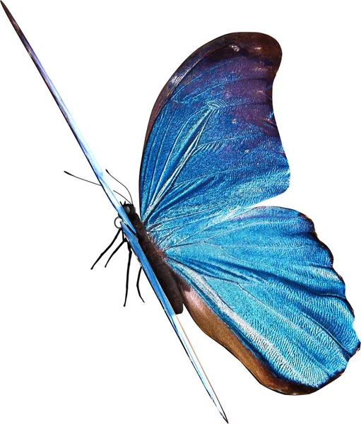 Bleu Morpho Papillon Gros Plan Rendu Isolé Sur Fond Blanc — Photo