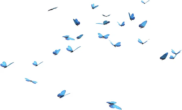 Kaleidoszkóp Kék Morfó Pillangók Elszigetelt Render Fehér Alapon — Stock Fotó