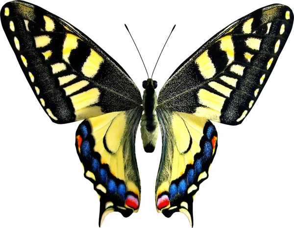 Common Yellow Swallowtail Close Renderizado Aislado Sobre Fondo Blanco —  Fotos de Stock