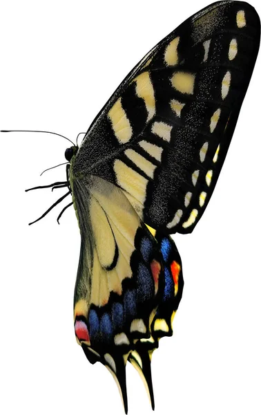 Common Yellow Swallowtail Close Renderizado Aislado Sobre Fondo Blanco — Foto de Stock