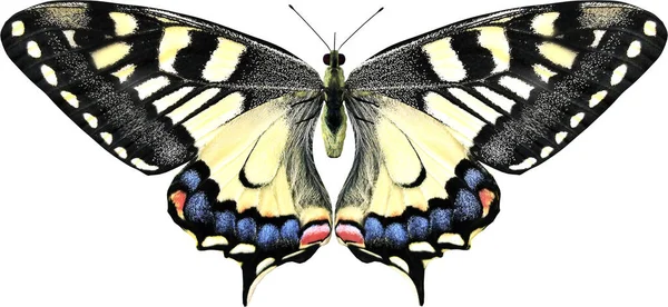 Common Yellow Swallowtail Close Renderizado Aislado Sobre Fondo Blanco — Foto de Stock