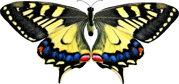 Common Yellow Swallowtail Close Renderizado Aislado Sobre Fondo Blanco —  Fotos de Stock