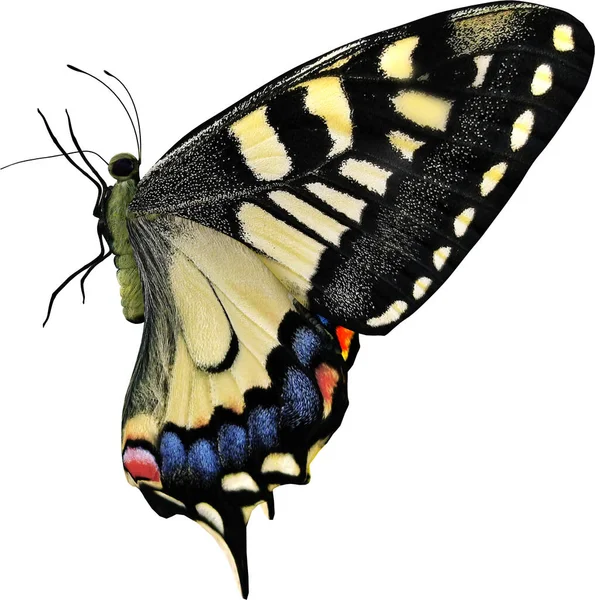 常见的黄色燕尾状特写3D渲染隔离在白色背景上 — 图库照片