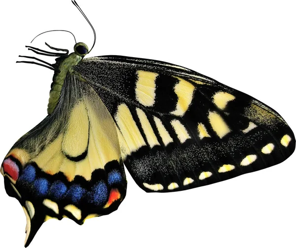 常见的黄色燕尾状特写3D渲染隔离在白色背景上 — 图库照片