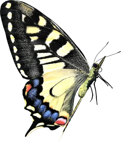Běžný Žlutý Swallowtail Detailní Vykreslení Izolované Bílém Pozadí — Stock fotografie