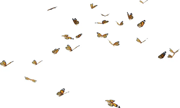 Caleidoscopio Mariposas Monarca Renderizado Aislado Sobre Fondo Blanco —  Fotos de Stock