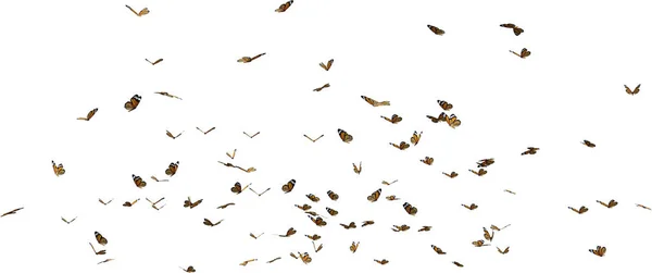 Kalejdoskop Monark Fjärilar Render Isolerad Vit Bakgrund — Stockfoto