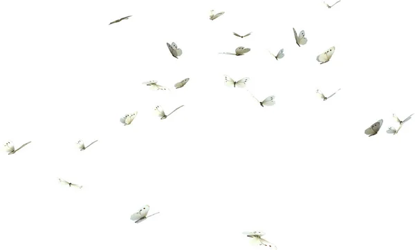 Caleidoscopio Farfalle Bianche Resa Isolata Sfondo Bianco — Foto Stock
