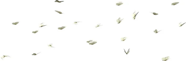 Kaleidoszkóp Fehér Pillangók Render Elszigetelt Fehér Alapon — Stock Fotó