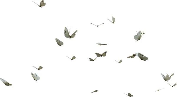 Kalejdoskop Vita Fjärilar Render Isolerad Vit Bakgrund — Stockfoto