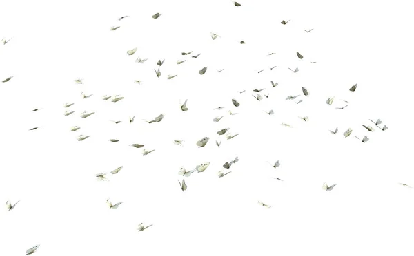 Beyaz Kelebeklerin Kaleydoskopu Beyaz Arka Planda Boyutlu Görüntüleme — Stok fotoğraf