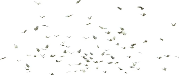 Калейдоскоп Білих Метеликів Візуалізація Ізольована Білому Тлі — стокове фото