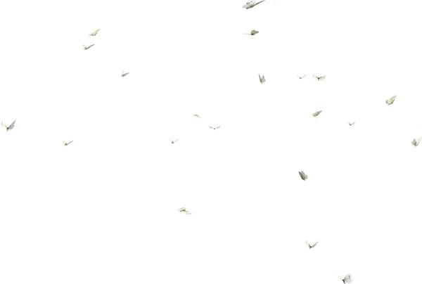 Калейдоскоп Белых Бабочек Рендеринг Изолирован Белом Фоне — стоковое фото