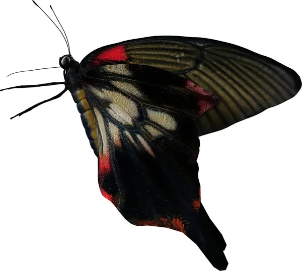 Крупный План Большой Мормонской Бабочки Рендеринга Изолирован Белом Фоне — стоковое фото