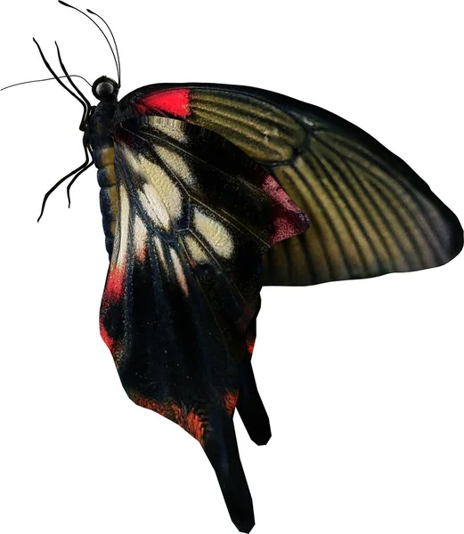 Detailní Záběr Velkého Mormonského Motýla Vykreslení Izolované Bílém Pozadí — Stock fotografie