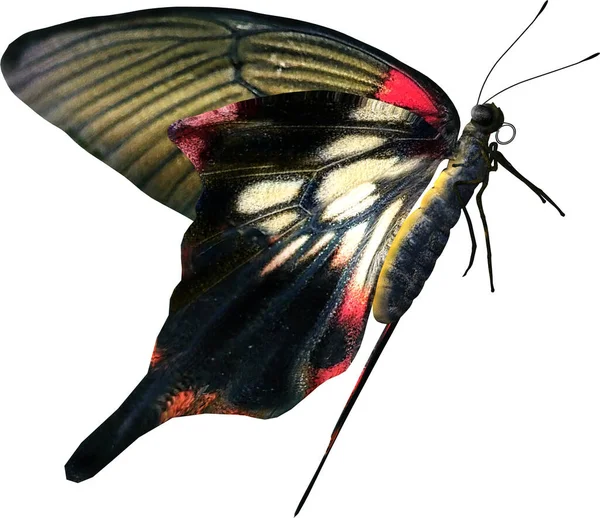 Крупный План Большой Мормонской Бабочки Рендеринга Изолирован Белом Фоне — стоковое фото