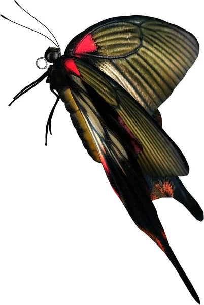 Detailní Záběr Velkého Mormonského Motýla Vykreslení Izolované Bílém Pozadí — Stock fotografie