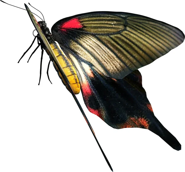 伟大的摩门教蝴蝶的特写3D在白色背景下被隔离 — 图库照片