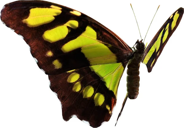 白地に隔離されたマラカイト蝶3Dレンダリングの閉鎖 — ストック写真