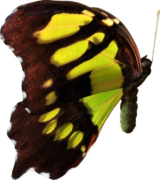 Beyaz Arkaplanda Izole Edilmiş Malakit Kelebeğinin Görüntüsü — Stok fotoğraf