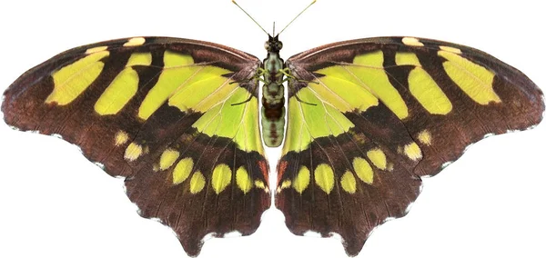 Closeup Της Πεταλούδας Μαλαχίτη Καθιστούν Απομονωμένη Λευκό Φόντο — Φωτογραφία Αρχείου