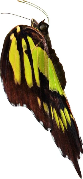 Nahaufnahme Des Malachit Schmetterlings Rendering Isoliert Auf Weißem Hintergrund — Stockfoto