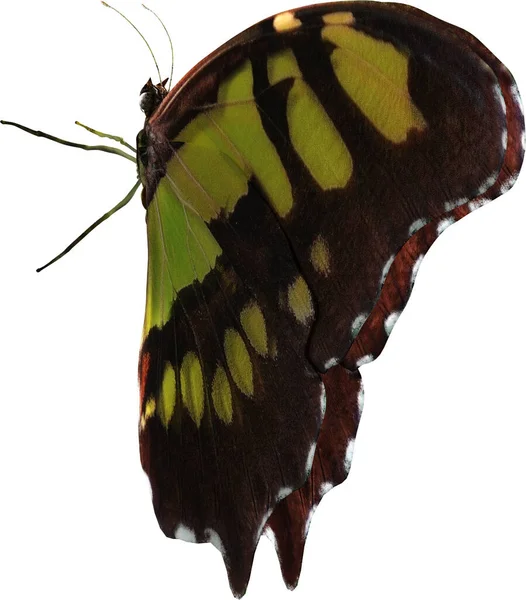 Closeup Της Πεταλούδας Μαλαχίτη Καθιστούν Απομονωμένη Λευκό Φόντο — Φωτογραφία Αρχείου