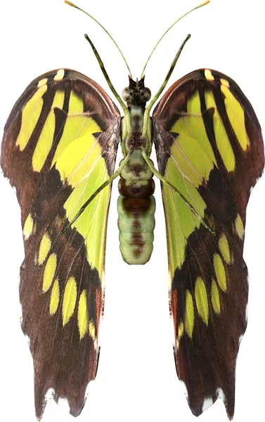 Detailní Záběr Malachitového Motýla Vykreslení Izolované Bílém Pozadí — Stock fotografie