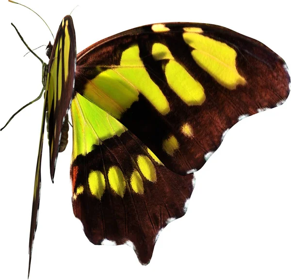 Primer Plano Malaquita Mariposa Renderizado Aislado Sobre Fondo Blanco —  Fotos de Stock