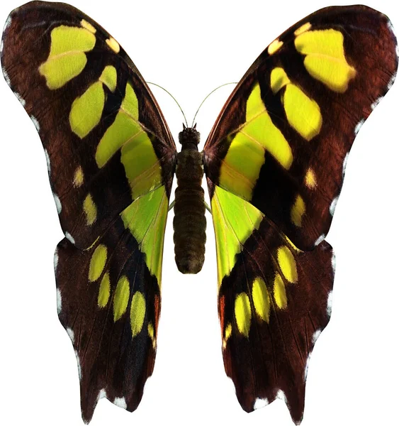 Крупним Планом Малахітовий Метелик Візуалізація Ізольовано Білому Тлі — стокове фото