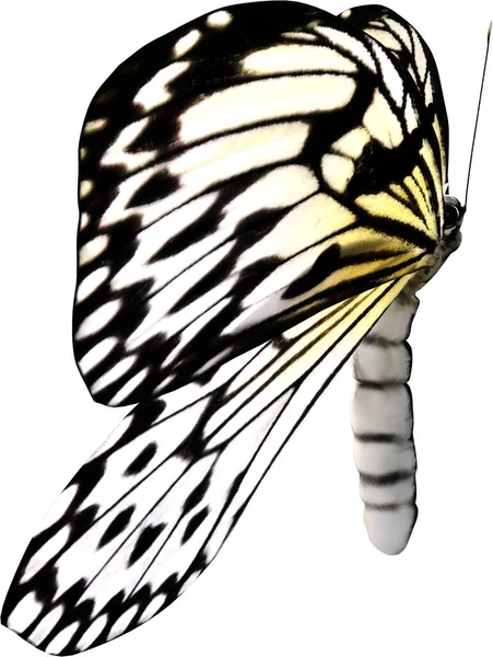 Primer Plano Papel Cometa Mariposa Aislada Sobre Fondo Blanco Render —  Fotos de Stock