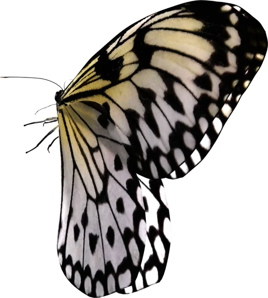 Kağıt Uçurtma Kelebeğinin Beyaz Arka Planda Izole Edilmiş Görüntüsü — Stok fotoğraf