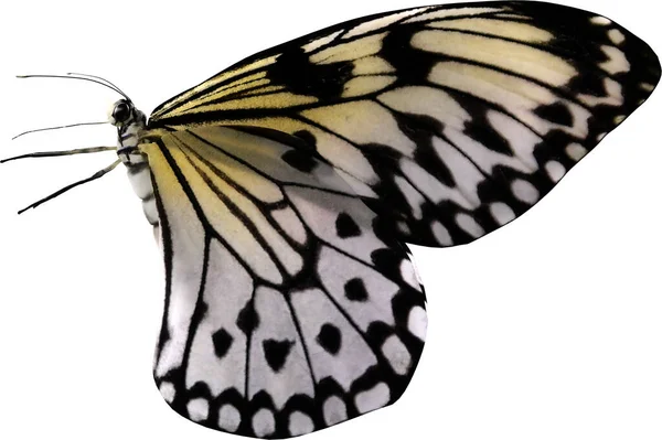 白い背景に隔離されたペーパーカイト蝶の閉鎖3Dレンダリング — ストック写真