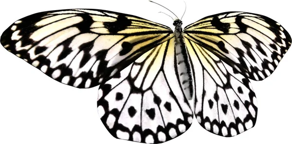 Detailní Záběr Papírového Draka Motýla Izolované Bílém Pozadí Vykreslení — Stock fotografie