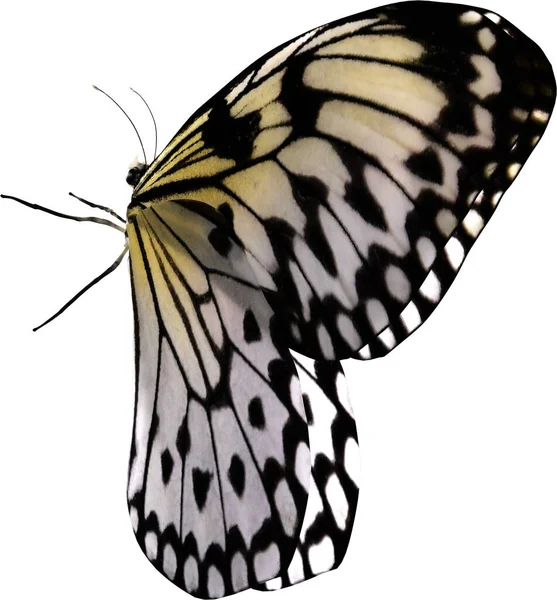 Closeup Του Χαρταετού Πεταλούδα Απομονωμένη Λευκό Φόντο Καθιστούν — Φωτογραφία Αρχείου